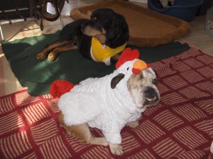 Bulldog Betty in her Halloween outfit, babysitting Raven